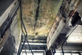 Environmental Consulting for Mold Prevention in Phelan, CA